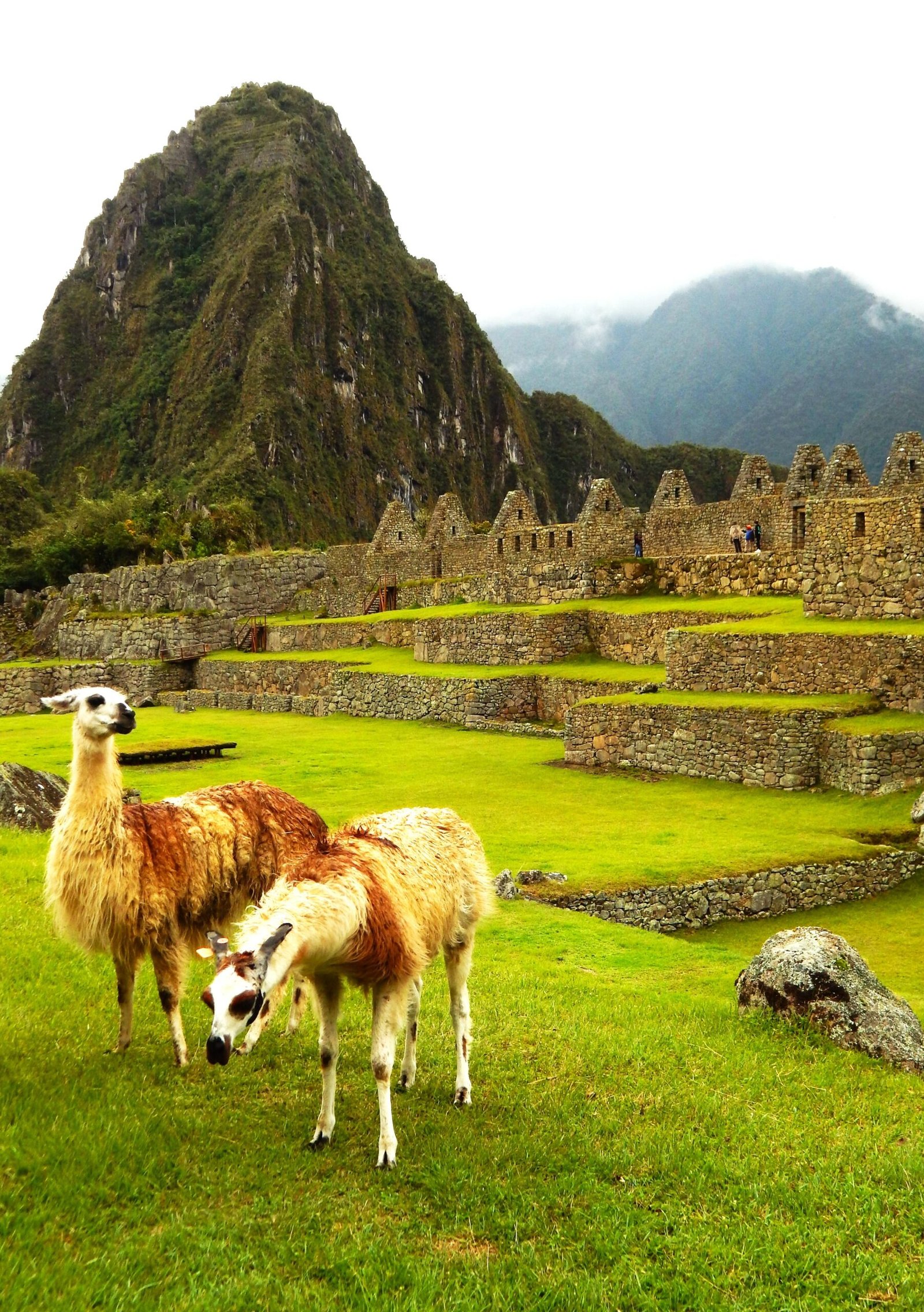 machupicchu y alpacas11